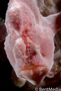 Giant frogfish