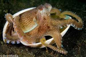Coconut octopus