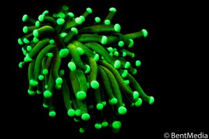 Fluorescent coral