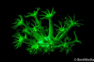 Soft coral polyps Soft coral polyps