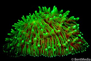 Solitary fungid hard coral