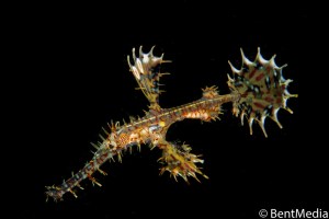 Ornate ghost pipefish
