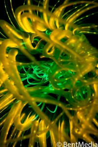 Fluorescent anemone Fluorescent anemone