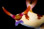 Nembrotha nudibranch