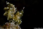 Hairy shrimp with eggs