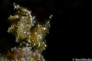 Hairy shrimp with eggs