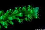 Fluorescent Acropora coral