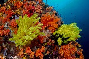 East Lembeh reef