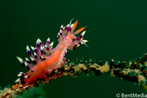 Nudibranch