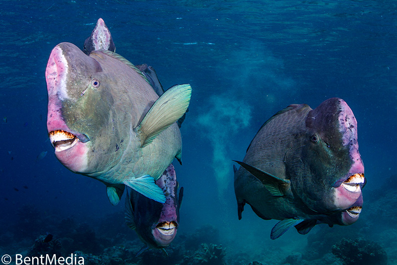 Bumphead parrotfish