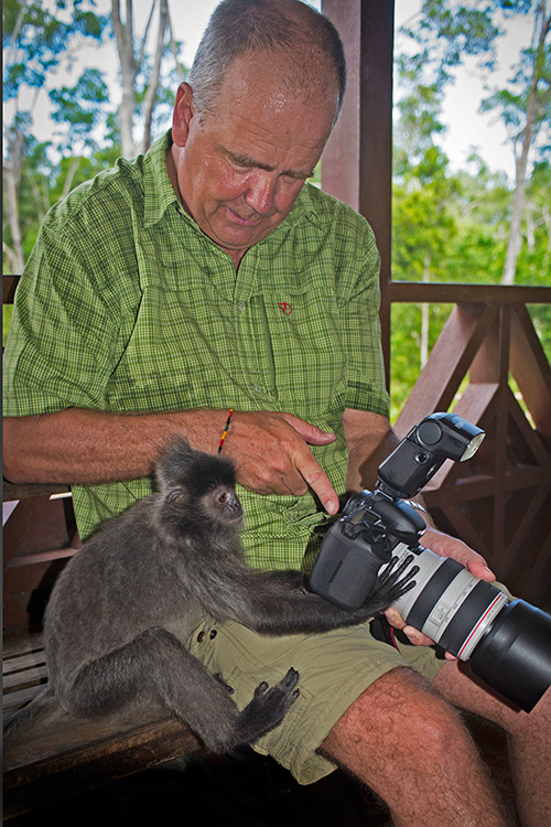 (Grey leaf monkey checking out the pictures I took on its mates.)﻿