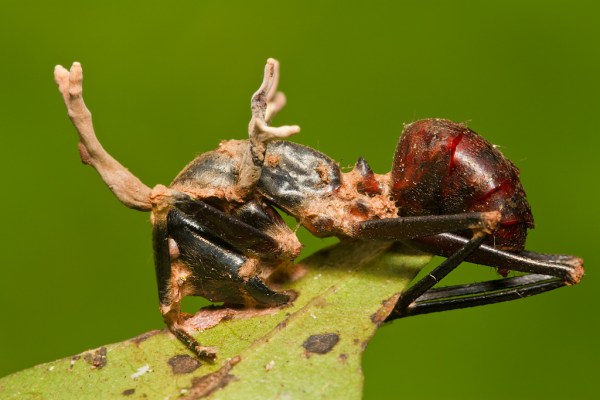 Cordyceps on Camponotus ant