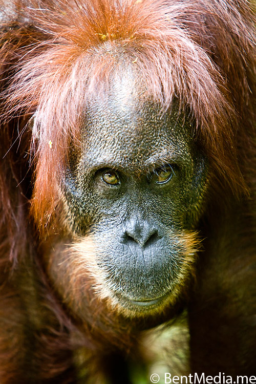 Fearless orangutan female