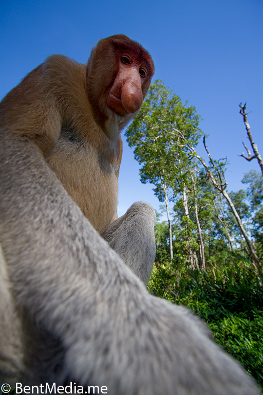 Proboscis monkey, allowing me to approach close enough to be able to take a wide-angle picture starting at its hand.