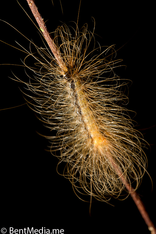 Hairy caterpillar