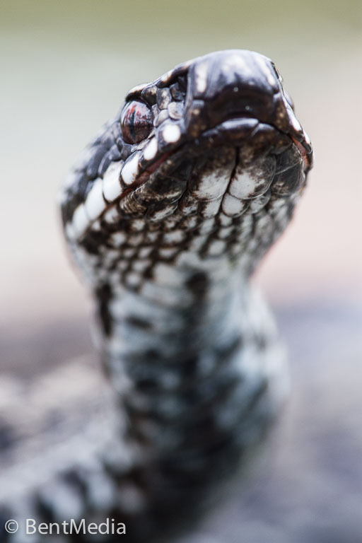Viper (Vipera berus)