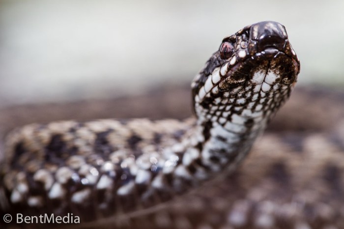 Viper (Vipera berus)