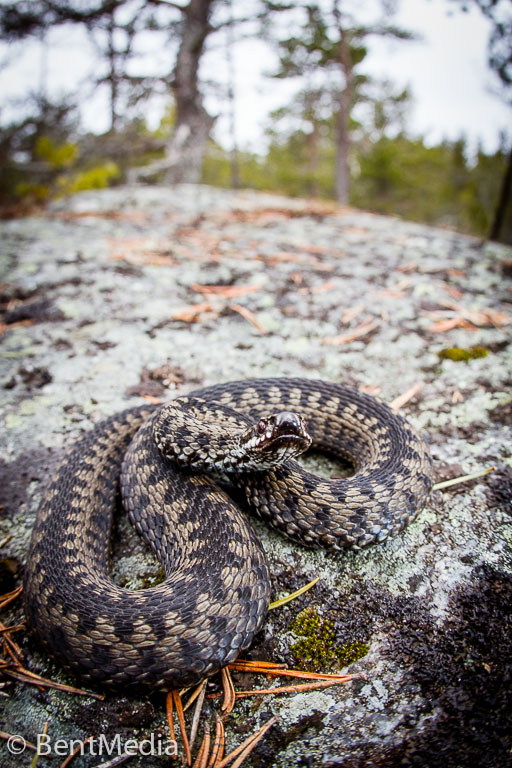 Viper (Vipera berus)
